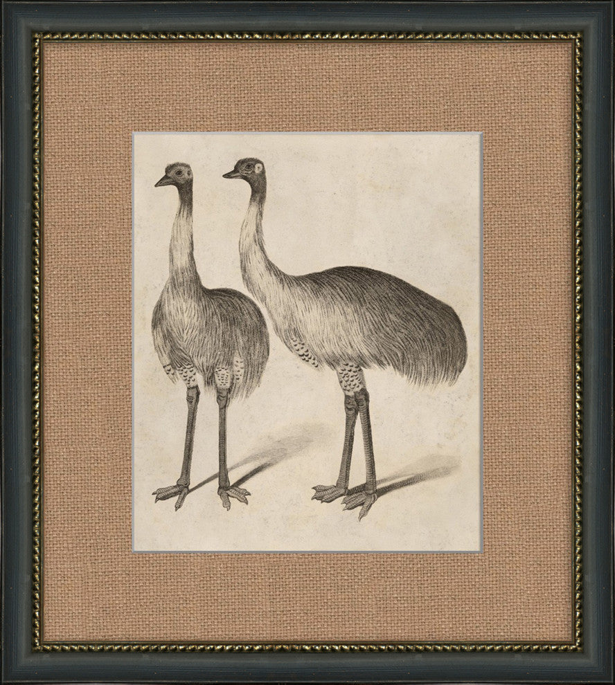 Antique Ostrich, Giclee Reproduction Artwork