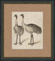 Antique Ostrich, Giclee Reproduction Artwork