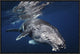 Humpback Whale, 24"x16"