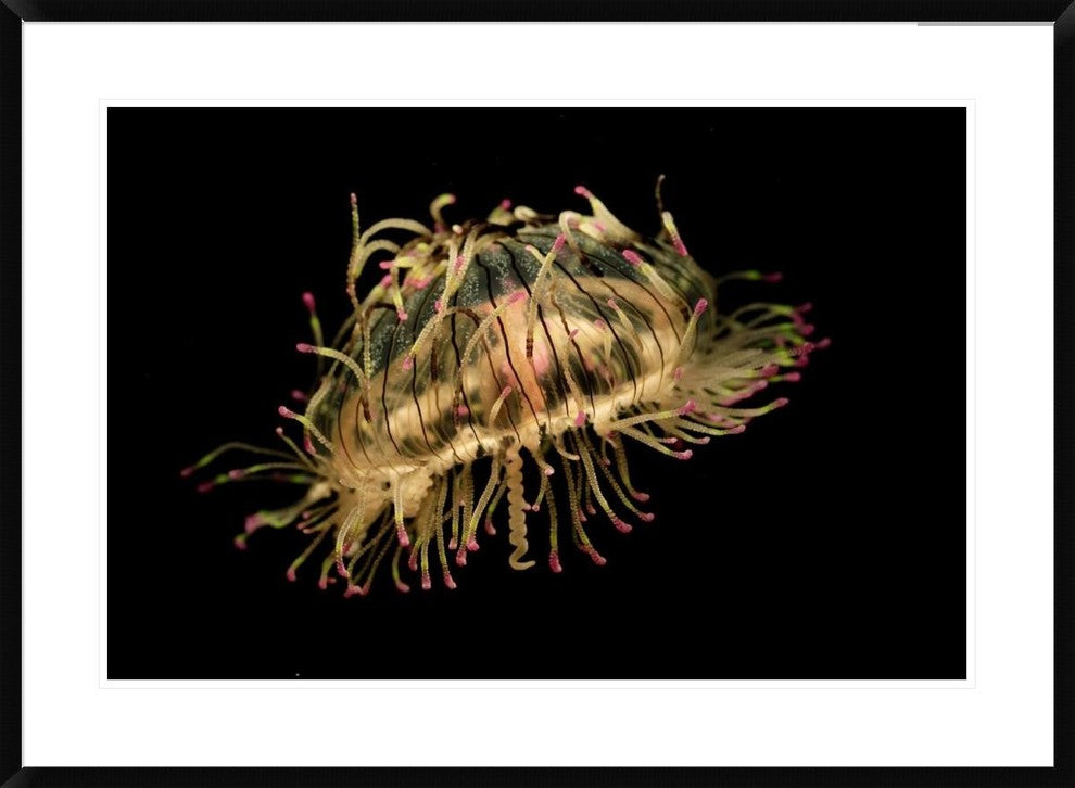 Flower Hat Jelly, Native To Brazil, Argentina And Japan, 36"x26"