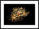 Flower Hat Jelly, Native To Brazil, Argentina And Japan, 36"x26"