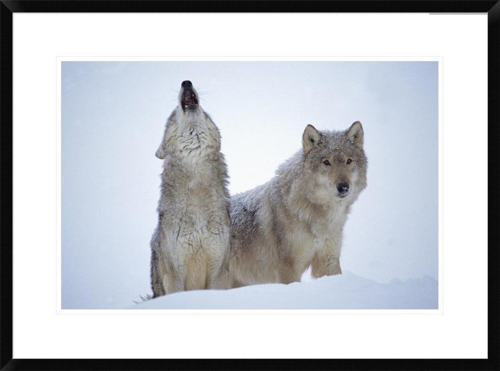 Timber Wolves Close-Up Portrait Of Pair Howling In Snow, North America, 30"x22"