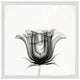 "Exquisite Tulip" Framed Painting Print, 32x32
