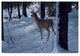Ron Parker ''Whitetail And Wolves'' Canvas Art, 47"x30"