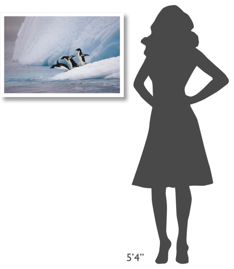 "Adelie Penguin trio diving off iceberg, Paulet Island" Paper Art, 32"x22"