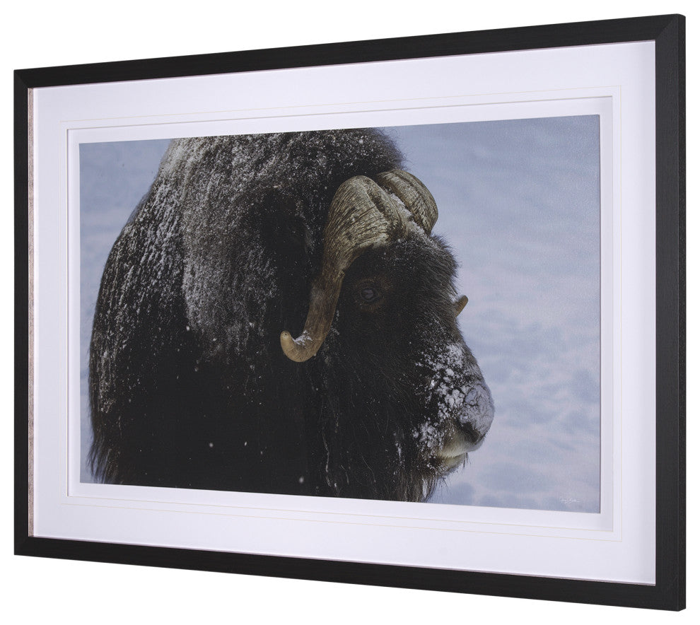Muskox