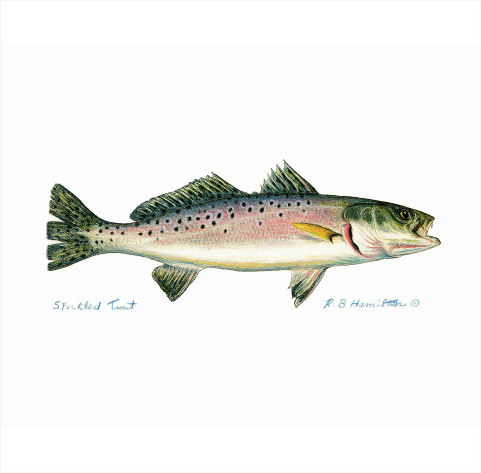 Betsy Drake Speckled Trout Outdoor Wall Hanging 24x30