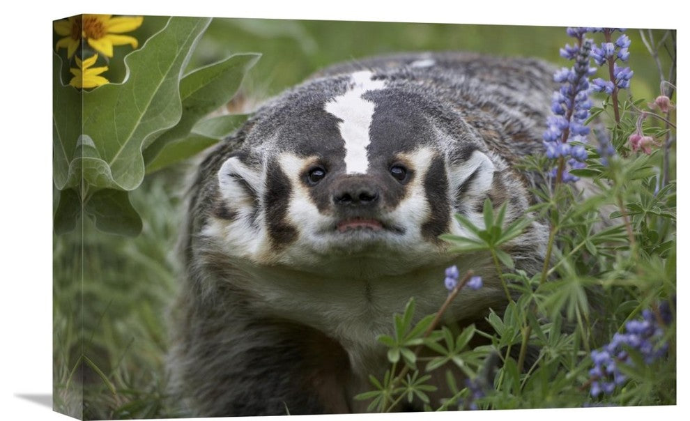 "American Badger Amid Lupine, North America" Artwork, 18" x 12"