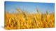 Bright Golden Wheat Field, Large Landscape Canvas Art, 32"x16"