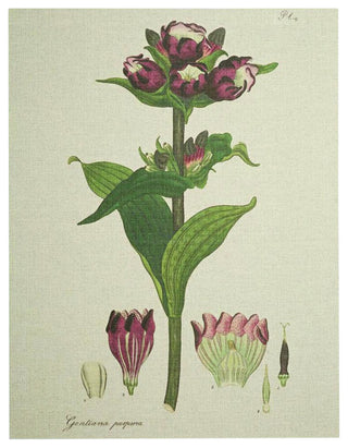 H Andrews Purple Gallery
