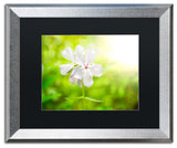 PIPA Fine Art 'Beauty of the Forest Floor' Matted Framed Art, 20x16