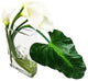 Calla Lily in 12" square vase, White