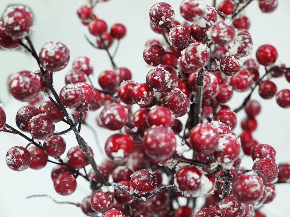 Winter Frost Berry Bush