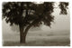 "Calm Mist" Digital Paper Print by Debra Van Swearingen, 50"x34"