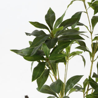 Close-up of leaves on a white background (cropped view of a plant feature).