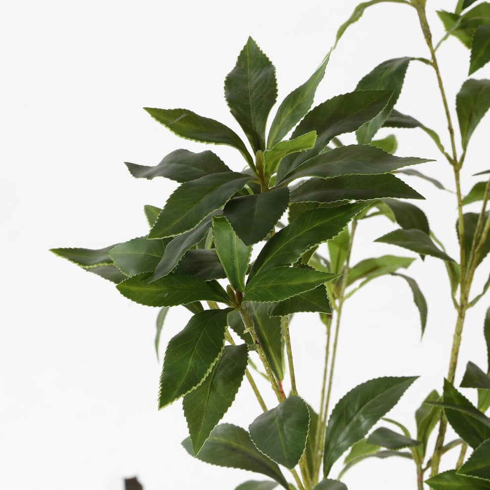 Close-up of leaves on a white background (cropped view of a plant feature).