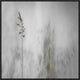 "Blade Of Grass" Framed Canvas Giclee by Gilbert Claes, 23x23"