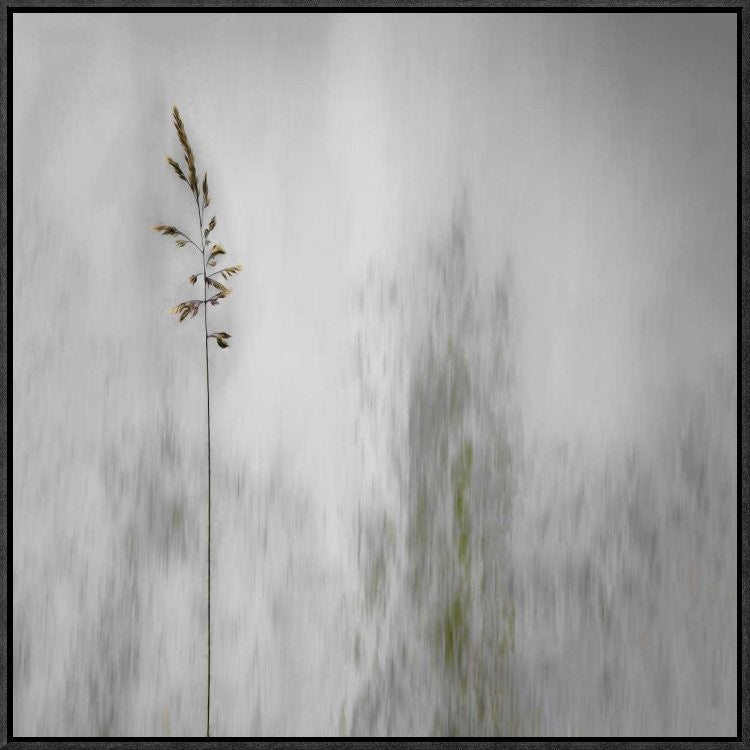 "Blade Of Grass" Framed Canvas Giclee by Gilbert Claes, 23x23"