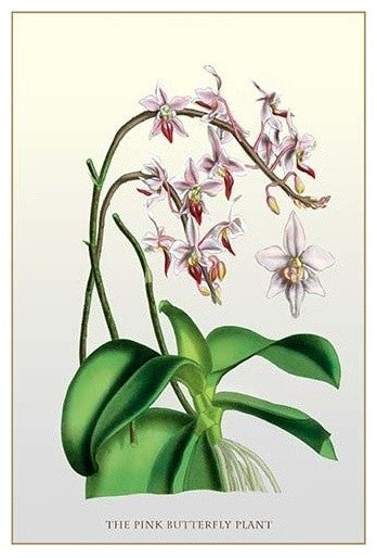 The Pink Butterfly Plant- Fine Art Giclee Print 24" x 36"