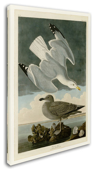 Audubon 'Herring Gullplate 291' Canvas Art, 32 x 22
