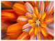 Massive Orange Fractal Flower, Floral Canvas Art Print, 40"x30"