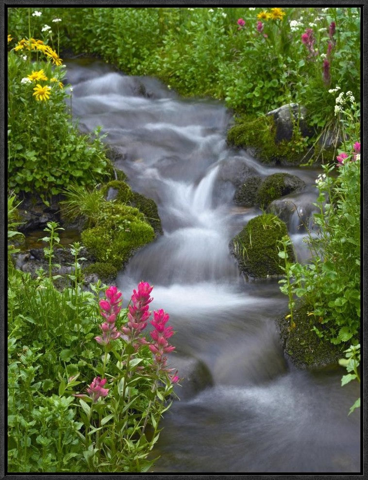 Orange Sneezeweed and Indian Paintbrush, Yankee Boy Basin, Colorado, 18"x24"