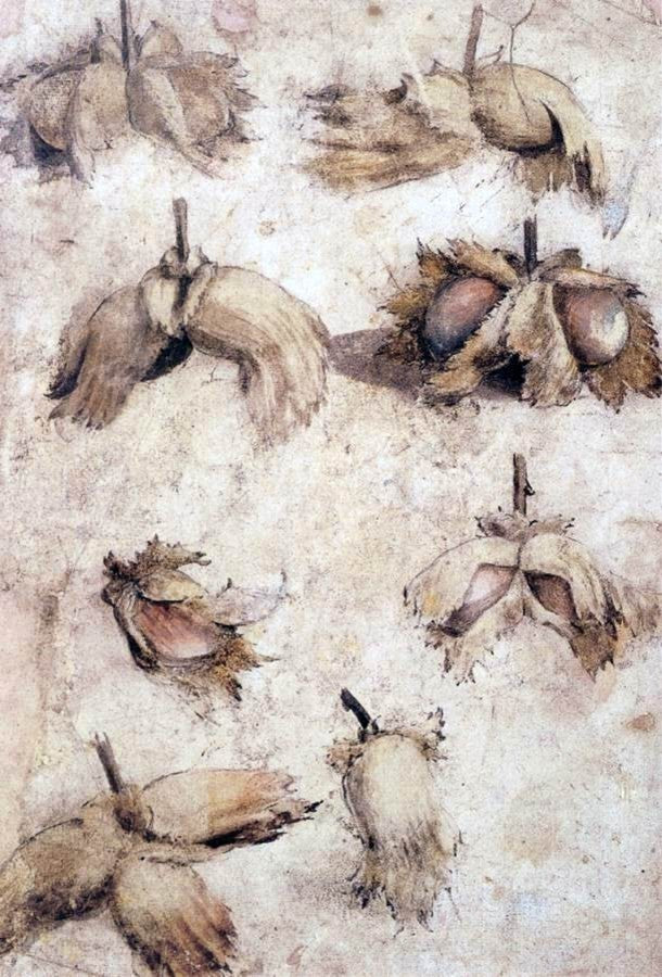 Giovanni Da Udine Studies of Nuts, 18"x27" Wall Decal