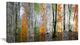 Wood Panorama Changing Seasons, Landscape Canvas Art Print, 32"x16"