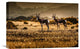 "Cederberg Mountains - Bontebok Couple" Canvas by Michael Jurek, 22x15"