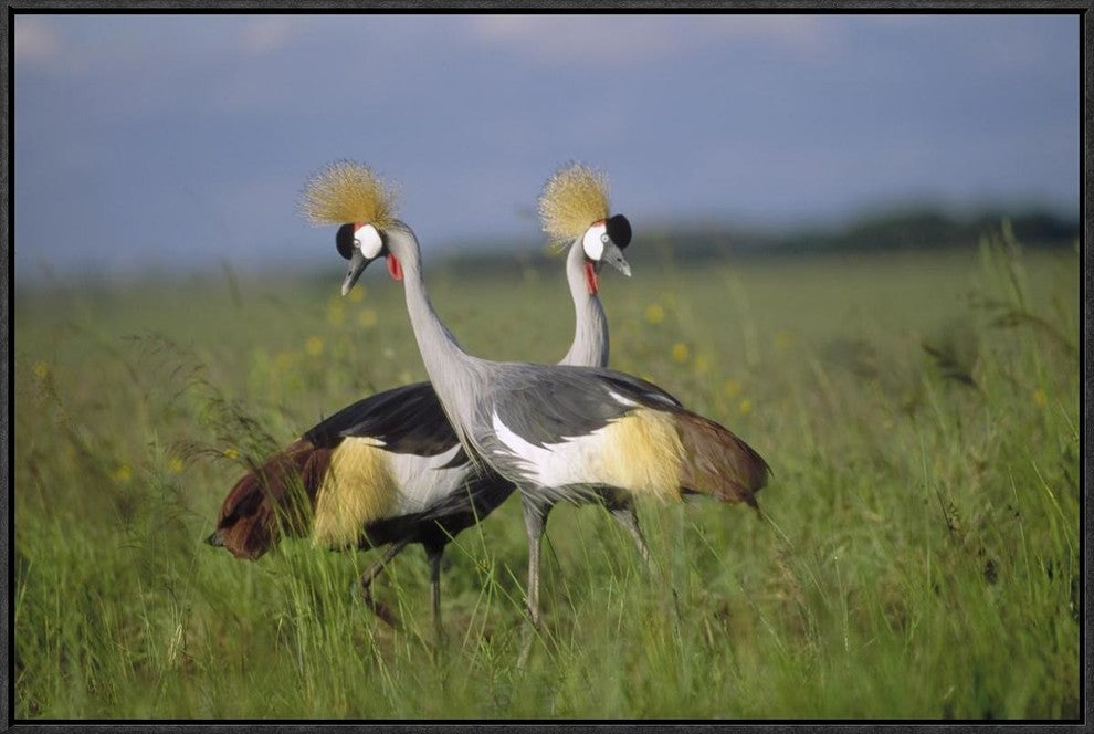 Grey Crowned Crane Couple Courting, Masai Mara National Reserve, Kenya, 30"x20"