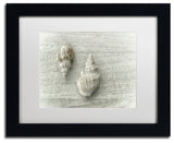 Cora Niele 'Two Cancellaria Shells' Matted Framed Art
