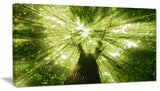 Sunlight Peeking through Green Tree, Landscape Canvas Art Print, 32"x16"