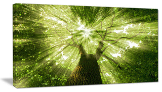 Sunlight Peeking through Green Tree, Landscape Canvas Art Print, 32"x16"