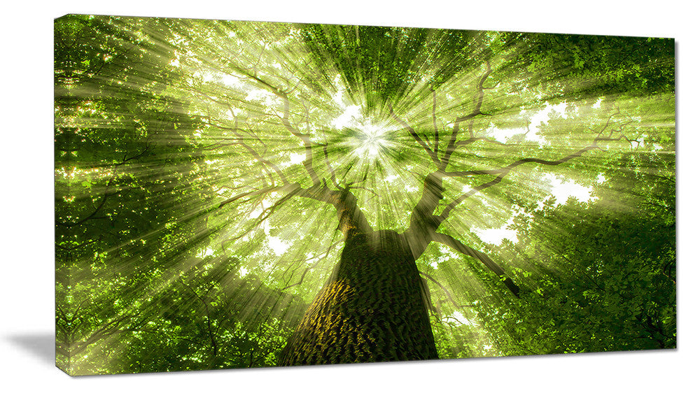 Sunlight Peeking through Green Tree, Landscape Canvas Art Print, 32"x16"