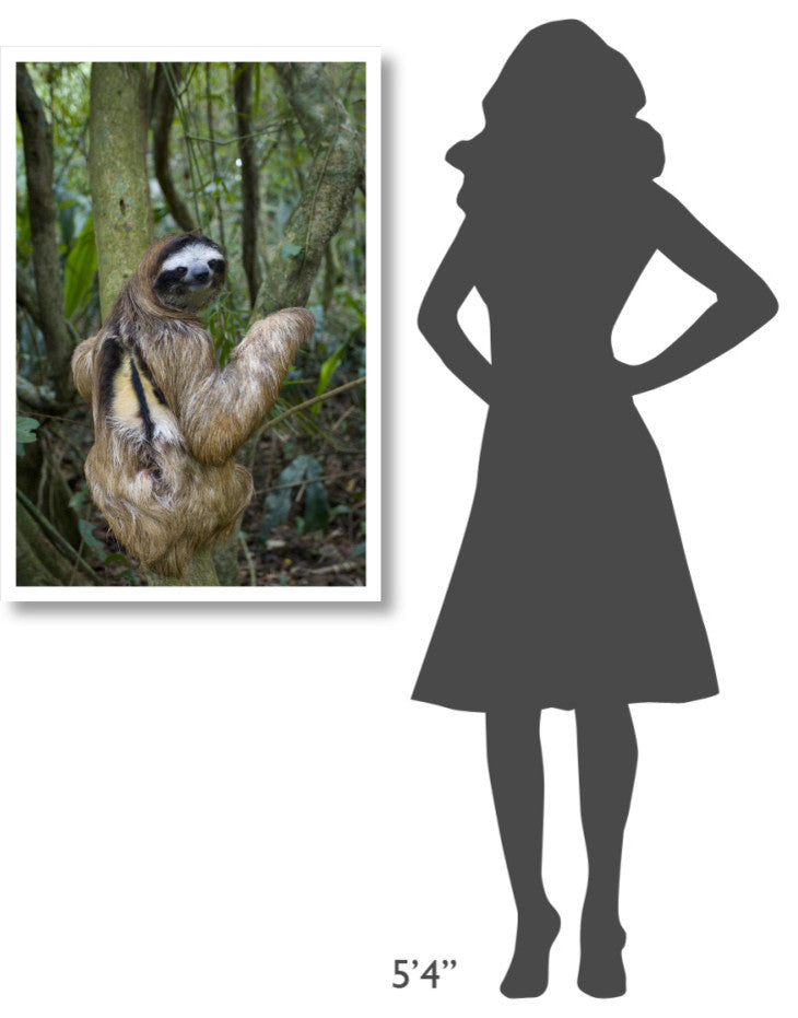 "Brown-throated 3-toed Sloth male, Aviarios Sloth Sanctuary" Paper Art, 26"x38"