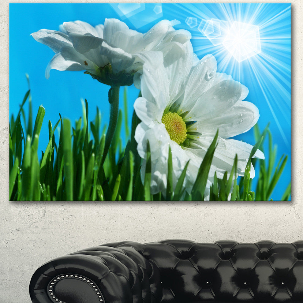 Beautiful Chamomiles in Bright Sunlight, Floral Canvas Art Print, 40"x30"