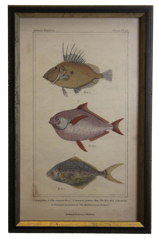 Pink Tropical Fish, Shadowbox