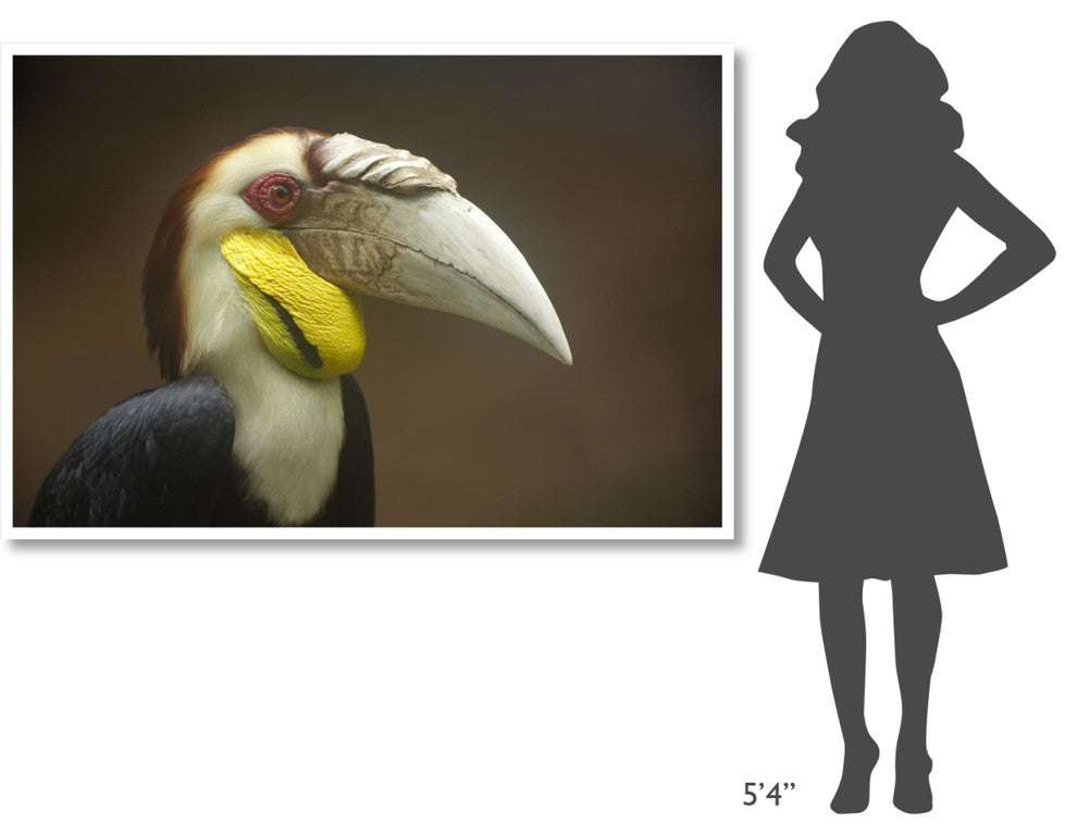 "Wreathed Hornbill male, Malaysia" Print by Tim Fitzharris, 62"x42"