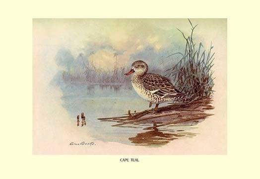 Cape Teal- Fine Art Giclee Print 24" x 36"
