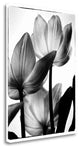 "Translucent Tulips III" By Debra Van Swearingen, Giclee on Gallery Wrap Canvas