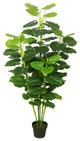 64" Fresh Philodendron W/Pot-Green