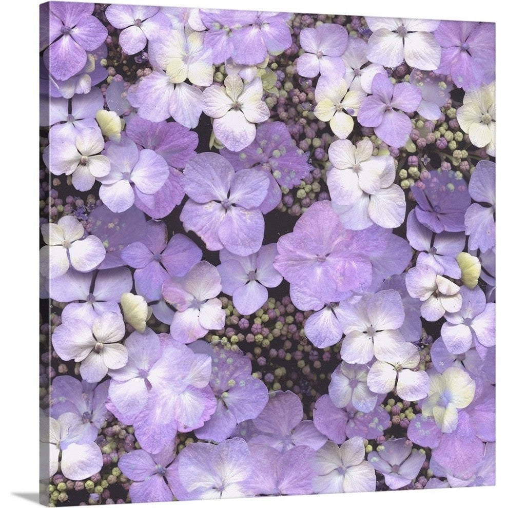 "Hydrangea Glory" Wrapped Canvas Art Print, 16"x16"x1.5"