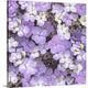 "Hydrangea Glory" Wrapped Canvas Art Print, 16"x16"x1.5"