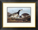 "Barnacle Goose" Framed Digital Print by John James Audubon, 26"x20"