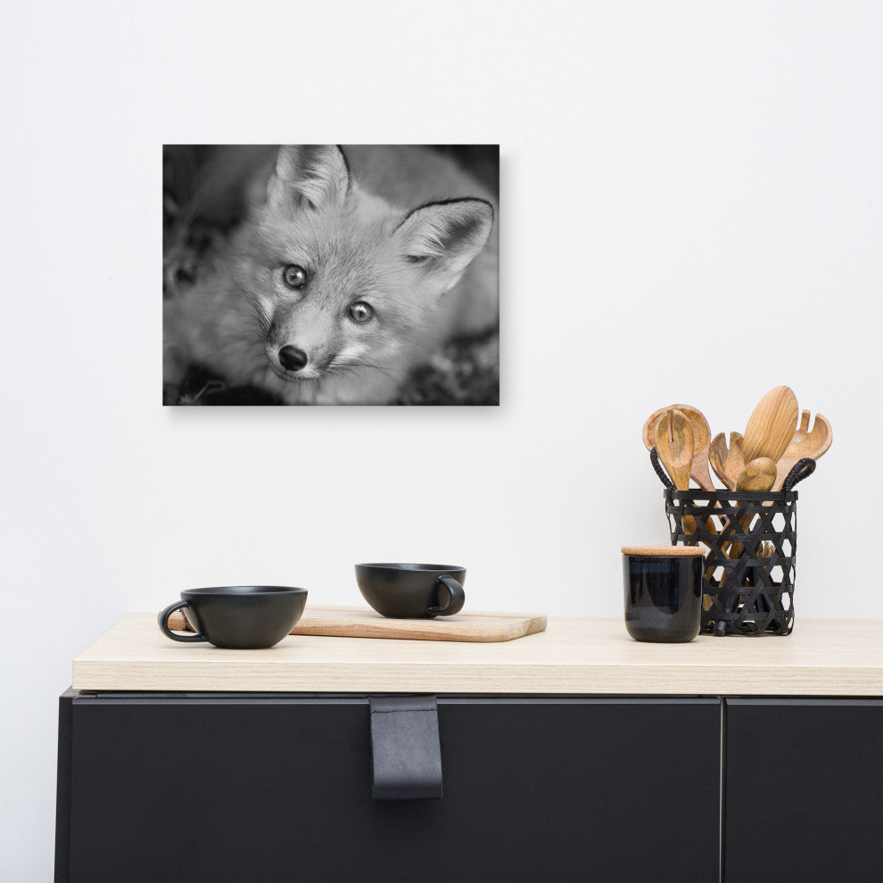 Young Red Fox Face Black and White Wildlife Photograph Canvas Wall Art Print, 12" X 16"