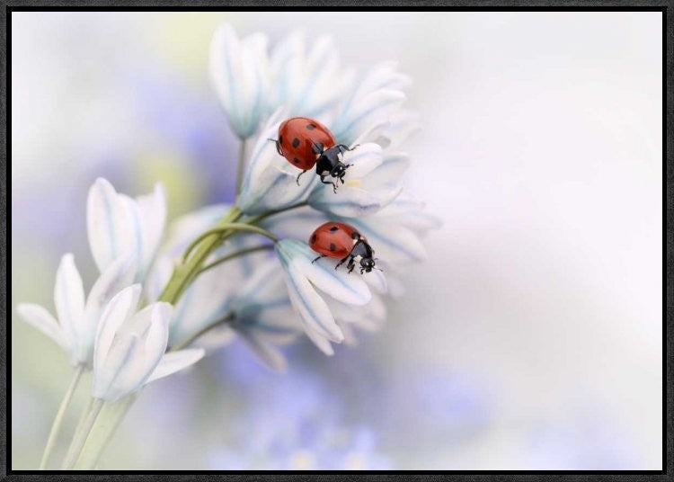 "Ladybirds" Framed Canvas Giclee by Ellen Van Deelen, 23x16"