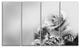 Black and White Rose in Spring., Floral Canvas Print, 48"x28", 4 Panels
