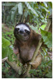 "Brown-throated 3-toed Sloth male, Aviarios Sloth Sanctuary" Paper Art, 26"x38"