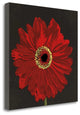 "Midnight Gerbera III" By Robert Lacie, Giclee Print on Gallery Wrap Canvas