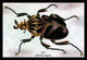 Beetle: African Goliathus Magnus #1- Gallery Wrapped Canvas Art 28" x 42"